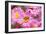 Bee, Blossoms, Medium Close-Up-Nikky Maier-Framed Photographic Print