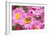 Bee, Blossoms, Medium Close-Up-Nikky Maier-Framed Photographic Print