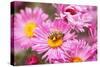 Bee, Blossoms, Medium Close-Up-Nikky Maier-Stretched Canvas