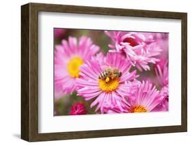 Bee, Blossoms, Medium Close-Up-Nikky Maier-Framed Photographic Print