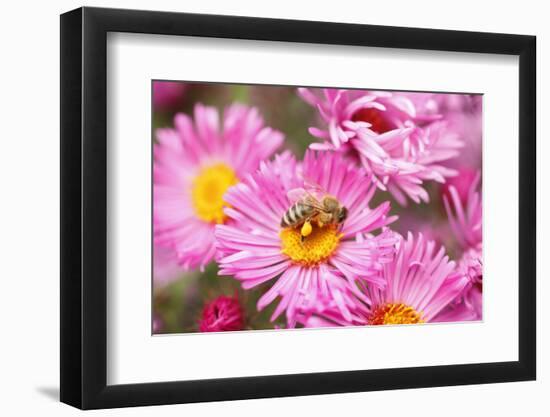 Bee, Blossoms, Medium Close-Up-Nikky Maier-Framed Photographic Print