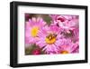 Bee, Blossoms, Medium Close-Up-Nikky Maier-Framed Photographic Print