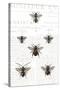 Bee Botanical Gray-Sue Schlabach-Stretched Canvas