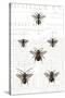 Bee Botanical Gray-Sue Schlabach-Stretched Canvas