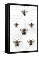 Bee Botanical Gray-Sue Schlabach-Framed Stretched Canvas