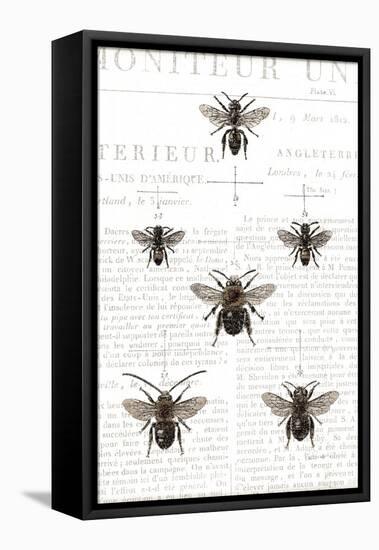 Bee Botanical Gray-Sue Schlabach-Framed Stretched Canvas