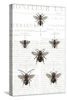 Bee Botanical Gray-Sue Schlabach-Stretched Canvas