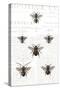 Bee Botanical Gray-Sue Schlabach-Stretched Canvas