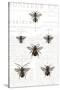 Bee Botanical Gray-Sue Schlabach-Stretched Canvas