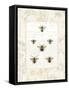 Bee Botanical-Sue Schlabach-Framed Stretched Canvas