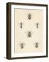 Bee Chart I-Wild Apple Portfolio-Framed Art Print