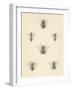 Bee Chart I-Wild Apple Portfolio-Framed Art Print