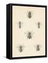Bee Chart I-Wild Apple Portfolio-Framed Stretched Canvas