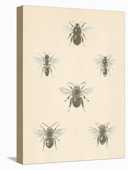 Bee Chart I-Wild Apple Portfolio-Stretched Canvas