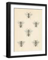 Bee Chart II-Wild Apple Portfolio-Framed Art Print