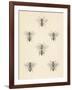 Bee Chart II-Wild Apple Portfolio-Framed Art Print