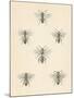 Bee Chart II-Wild Apple Portfolio-Mounted Art Print