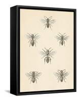 Bee Chart II-Wild Apple Portfolio-Framed Stretched Canvas