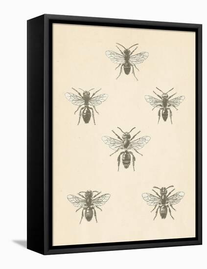 Bee Chart II-Wild Apple Portfolio-Framed Stretched Canvas