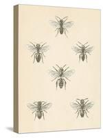 Bee Chart II-Wild Apple Portfolio-Stretched Canvas