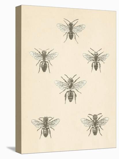 Bee Chart II-Wild Apple Portfolio-Stretched Canvas