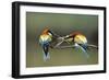 Bee-Eater Male Offering Female Bird a Dragonfly-null-Framed Photographic Print