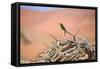 Bee Eater on A Dead Tree in Namib Naukluft National Park Namibia Africa-photogallet-Framed Stretched Canvas