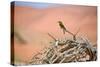 Bee Eater on A Dead Tree in Namib Naukluft National Park Namibia Africa-photogallet-Stretched Canvas