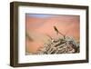 Bee Eater on A Dead Tree in Namib Naukluft National Park Namibia Africa-photogallet-Framed Photographic Print