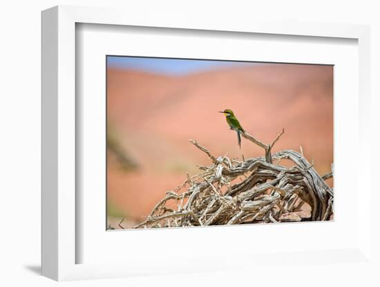 Bee Eater on A Dead Tree in Namib Naukluft National Park Namibia Africa-photogallet-Framed Photographic Print
