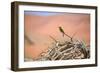 Bee Eater on A Dead Tree in Namib Naukluft National Park Namibia Africa-photogallet-Framed Photographic Print