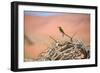 Bee Eater on A Dead Tree in Namib Naukluft National Park Namibia Africa-photogallet-Framed Photographic Print