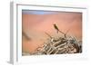 Bee Eater on A Dead Tree in Namib Naukluft National Park Namibia Africa-photogallet-Framed Photographic Print