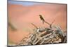 Bee Eater on A Dead Tree in Namib Naukluft National Park Namibia Africa-photogallet-Mounted Photographic Print