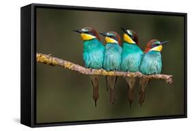 Bee-Eater Resting-Xavier Ortega-Framed Stretched Canvas