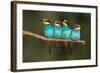 Bee-Eater Resting-Xavier Ortega-Framed Photographic Print