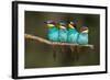 Bee-Eater Resting-Xavier Ortega-Framed Photographic Print