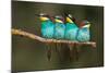 Bee-Eater Resting-Xavier Ortega-Mounted Photographic Print