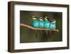 Bee-Eater Resting-Xavier Ortega-Framed Photographic Print