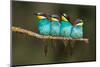 Bee-Eater Resting-Xavier Ortega-Mounted Photographic Print