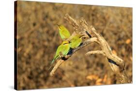 Bee-Eater, Swallow Tailed - African Wild Bird Background - Beautiful Colors-Naturally Africa-Stretched Canvas