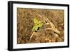 Bee-Eater, Swallow Tailed - African Wild Bird Background - Beautiful Colors-Naturally Africa-Framed Photographic Print