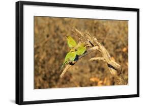 Bee-Eater, Swallow Tailed - African Wild Bird Background - Beautiful Colors-Naturally Africa-Framed Photographic Print