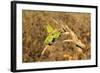 Bee-Eater, Swallow Tailed - African Wild Bird Background - Beautiful Colors-Naturally Africa-Framed Photographic Print