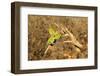 Bee-Eater, Swallow Tailed - African Wild Bird Background - Beautiful Colors-Naturally Africa-Framed Photographic Print