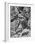 Bee-Eaters or Bee Eaters 1898-Chris Hellier-Framed Giclee Print
