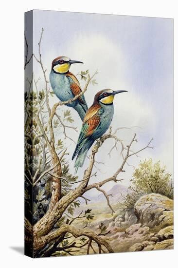 Bee-Eaters-Carl Donner-Stretched Canvas