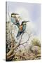 Bee-Eaters-Carl Donner-Stretched Canvas