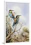 Bee-Eaters-Carl Donner-Framed Giclee Print