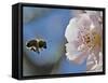 Bee Flies Towards the Blossom of an Almond Tree in a Park in Freiburg, Southern Germany-null-Framed Stretched Canvas